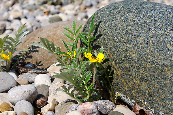 포토 JPG 해외이미지 식물 꽃잎 꽃 잎 자연 잔디 사람없음 목재 초록색 햇빛 태양 장미 노란색 평화 정원 벚꽃 흰색 신선 개화 관목 원예 5 내추럴 꽃수술 뒤뜰 영원 원예사 해외202004 해외포토 자연요소 나무 직업 컬러 컨셉 재료 취미 숫자 생태계 파일형식 이미지허브