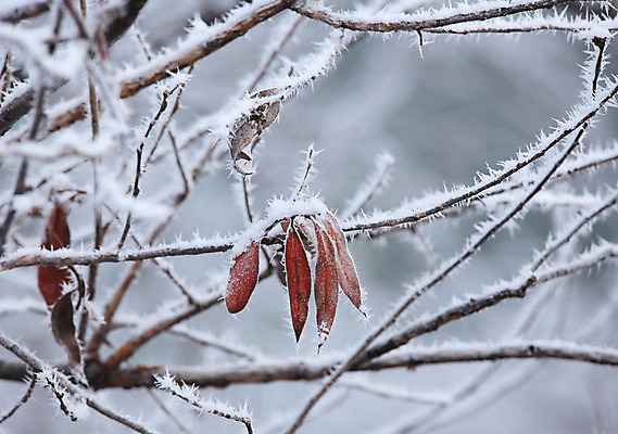 포토 JPG 해외이미지 나무 식물 계절 유럽 잎 겨울 자연 날씨 사람없음 야외 목재 빨간색 갈색 냉동 얼음 이탈리아 추위 덮개 백발 흰색 나뭇가지 숲 시원함 크리스탈 서리 장면 온도 1월 산기슭 내추럴 반투명 피에몬테 눈내림 해외202004 해외포토 자연요소 헤어스타일 나라 컬러 재료 산 눈_날씨 뚜껑 날짜 광석 생태계 파일형식 이미지허브