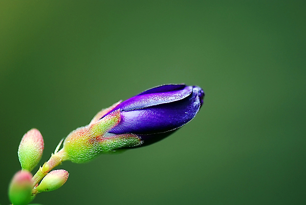 포토 JPG 해외이미지 꽃 백그라운드 사람없음 초록색 환경 정원 보라색 내추럴 해외202004 해외포토 식물 컬러 파일형식 이미지허브