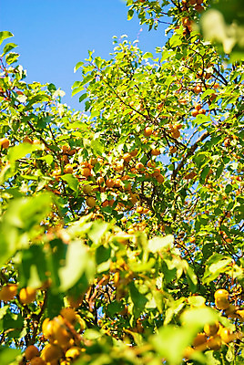 포토 JPG 해외이미지 나무 식물 라이프스타일 계절 공원 음식 잎 농업 다이어트 오렌지 자연 디저트 건강 사람없음 빨간색 초록색 파란색 빛 태양 노란색 정원 맑음 주스 봄 흰색 나뭇가지 신선 달콤 맛 과수원 잼 먹기 만족 유기농 원예 살구 숙성 채식주의자 해외202004 해외포토 자연요소 웰빙 공공시설 감정 산업 음료 컬러 컨셉 과일 모션 날씨 취미 생활 소스_음식 생태계 채식 파일형식 이미지허브