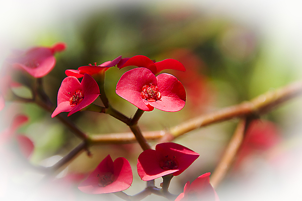 포토 JPG 해외이미지 식물 꽃잎 꽃 야생동물 결혼 자연 왕관 발렌타인데이 선물 사랑 사람없음 빨간색 태양 장미 노란색 봄 싱글 데이지 캠코더 부에노스아이레스 파리(프랑스) 해외202004 해외포토 자연요소 동물 계절 감정 컬러 데이이벤트 이벤트 카메라 생태계 파일형식 이미지허브