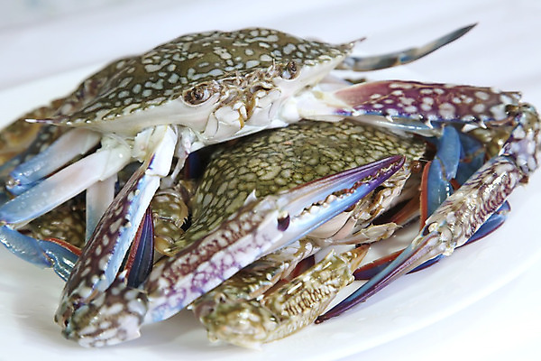 포토 JPG 해외이미지 바다 재료 조개 육류 갑각류 어류 요리 사람없음 파란색 식당 게 껍질 흰색 신선 왕 해산물 날것 펜치 고립 민물 발톱 생식 집게발 해외202004 해외포토 동물 컬러 식재료 발 어패류 상점 수중동물 공구 파일형식 이미지허브