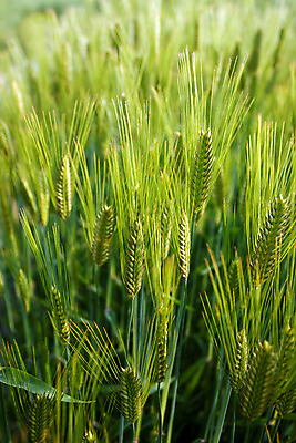 포토 JPG 해외이미지 식물 계절 꽃 음식 줄기 백그라운드 밭 농업 자연 바람 씨앗 풍경 사람없음 야외 초록색 여름 농작물 농장 농경지 환경 봄 수확 성장 시골 신선 낟알 시리얼 밀 유기농 질감 장면 밀짚 생태학 호밀 세련 해외202004 해외포토 자연요소 웰빙 교육 산업 컬러 날씨 곡류 짚 생태계 파일형식 이미지허브