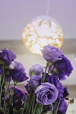 포토 JPG 해외이미지 식물 꽃잎 꽃 화분 꽃다발 탁자 사람없음 장식 빛 장미 꽃병 보라색 사진촬영 어둠 벚꽃 램프 신선 다발 배열 계산대 질감 구성 해외202004 해외포토 컬러 가구 조명 촬영 파일형식 이미지허브