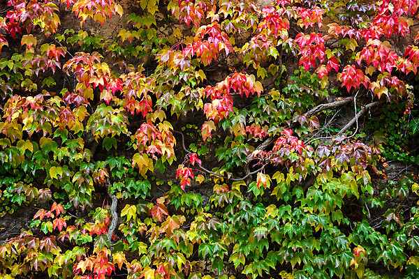 포토 JPG 해외이미지 식물 외관 벽 백그라운드 잎 오렌지 건축양식 자연 주택 사람없음 건물 목재 장식 빨간색 초록색 정원 수확 바위 재산 질감 아이비 S 옛날 해외202004 해외포토 나무 건축물 알파벳 건축 컬러 농업 과일 재료 금융 돌_바위 생태계 파일형식 이미지허브