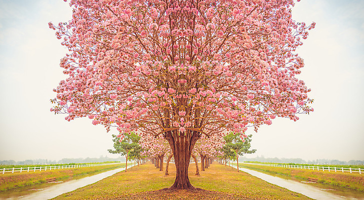 포토 JPG 해외이미지 백그라운드 사람없음 벚꽃 개화 해외202004 해외포토 꽃 파일형식 이미지허브