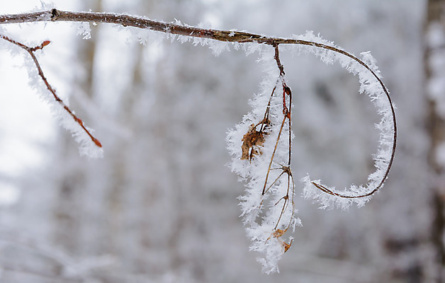 포토 JPG 해외이미지 나무 식물 구름 디자인 계절 공원 여행 백그라운드 잎 크리스마스 겨울 자연 하늘 표면 날씨 풍경 사람없음 야외 목재 빛 갈색 환경 정원 냉동 얼음 검은색 추위 흰색 나뭇가지 숲 서리 장면 내추럴 떠남 해외202004 해외포토 자연요소 공공시설 기념일 컬러 재료 모션 생태계 파일형식 이미지허브