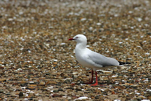 포토 JPG 해외이미지 동물 야생동물 자연 갈매기 조류 사람없음 조약돌 바위 흰색 깃털 부리 물새 계산서 해외202004 해외포토 컬러 돌_바위 생태계 파일형식 이미지허브