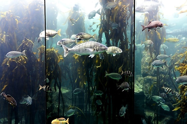 포토 JPG 해외이미지 동물 1 아시아 호수 야생동물 바다 과학 패턴 자연 낚시 추상 생물 어류 동양인 사람없음 빨간색 물 파란색 일본 보라색 검은색 수중 수영 줄무늬 최고 점 그룹 닫기 정상 싱글 탱크 지느러미 수족관 해파리 찌르기 깊이 해외202004 해외포토 자연요소 나라 컬러 무늬 모션 레저 인종 수중동물 수상스포츠 자포동물 생태계 파일형식 이미지허브