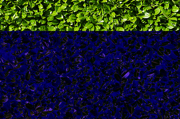 포토 JPG 해외이미지 식물 배너 음식 백그라운드 잎 밭 채소 재료 자연 벽지 추상 풍경 사람없음 야외 초록색 여름 울타리 환경 정원 놀이방 성장 만 지중해 허브 향신료 원예 질감 생물학 보케 상록수 생태학 심기 월계수 해외202004 해외포토 계절 교육 바다 컬러 무늬 농업 모션 취미 담장 생태계 향미료 파일형식 이미지허브