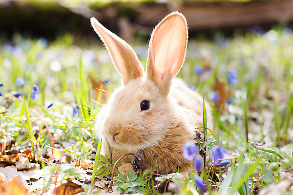 포토 JPG 해외이미지 잔디 사람없음 들꽃 토끼 해외202004 해외포토 식물 꽃 포유류 반려동물 파일형식 이미지허브