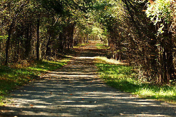 포토 JPG 해외이미지 나무 공원 도로 길 자국 자연 풍경 사람없음 야외 초록색 하이킹 숲 해외202004 해외포토 식물 공공시설 컬러 교통시설 레저 생태계 파일형식 이미지허브
