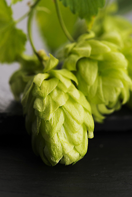 포토 JPG 해외이미지 잎 검은배경 실내 사람없음 아웃포커스 해외202004 홉 해외포토 식물 백그라운드 촬영기법 내부 검은색 파일형식 이미지허브