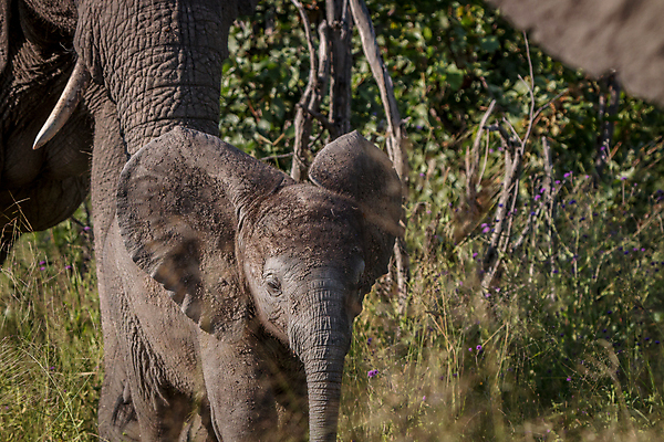 포토 JPG 해외이미지 동물 공원 야생동물 여행 백그라운드 포유류 아프리카 자연 코끼리 생물 국립공원 사람없음 야외 여행객 환경 힘 회색 황무지 보호 큼 심볼 사파리 상아 멸종 남쪽 나미비아 동물상 사바나 힘찬 해외202004 해외포토 공공시설 나라 컬러 컨셉 사람 조형물 크기 방향 생태계 남아프리카 파일형식 이미지허브