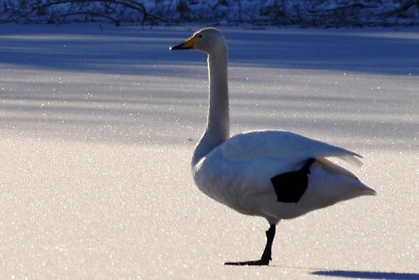 포토 JPG 해외이미지 사람없음 백조 해외202004 해외포토 조류 파일형식 이미지허브