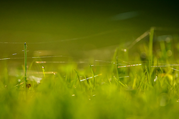 포토 JPG 해외이미지 식물 계절 백그라운드 꽃무늬 밭 자연 추상 풍경 잔디 사람없음 야외 초록색 여름 컬러풀 환경 웹 봄 시골 신선 땅 장면 내추럴 라트비아 해외202004 해외포토 꽃 컬러 무늬 농업 인터넷 북유럽 생태계 파일형식 이미지허브