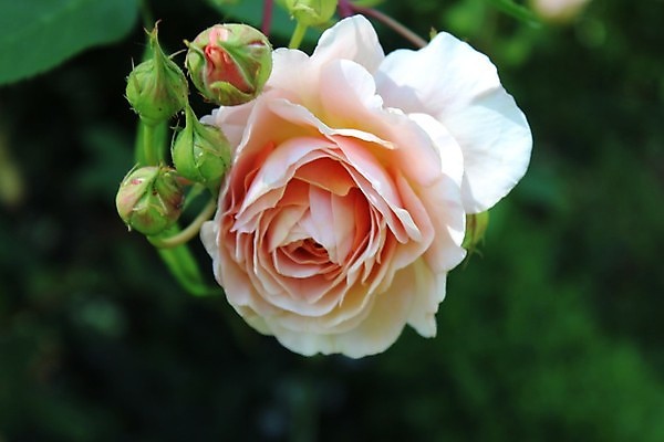 포토 JPG 해외이미지 결혼 꽃무늬 발렌타인데이 사람없음 장미 새싹 벚꽃 죽음 인사 생일 축복 엽서 어머니의날 해외202004 해외포토 식물 기념일 꽃 컨셉 무늬 데이이벤트 이벤트 예절 편지 미국문화 파일형식 이미지허브