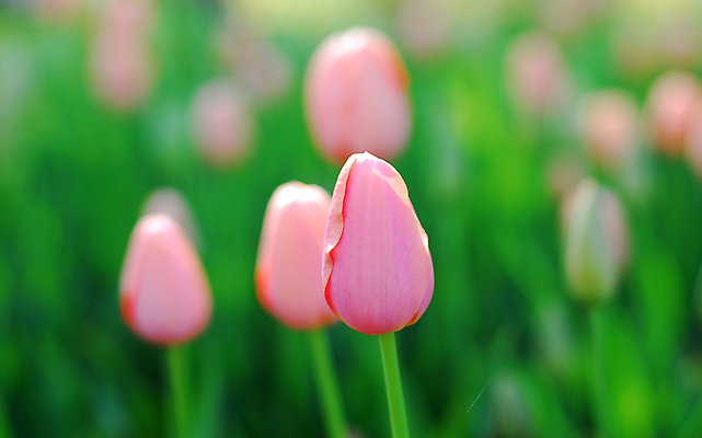 포토 JPG 해외이미지 식물 꽃 분홍색 밭 자연 사람없음 정원 봄 튤립 원예 향기 해외202004 해외포토 계절 컬러 농업 취미 생태계 냄새 파일형식 이미지허브