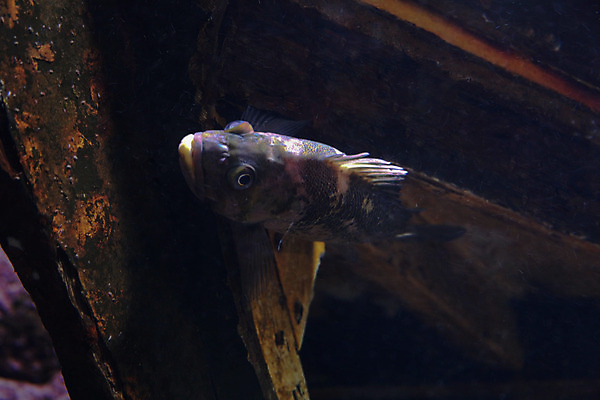 포토 JPG 해외이미지 어류 사람없음 수중 수족관 해외202004 해외포토 수중동물 파일형식 이미지허브