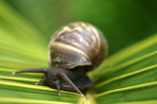 포토 JPG 해외이미지 나무 동물 야생동물 잎 연체동물 사람없음 초록색 컬러풀 야자수 갈색 껍질 작음 달팽이 느림 민달팽이 해외202004 해외포토 식물 컬러 무척추동물 크기 파일형식 달팽이_동물 이미지허브