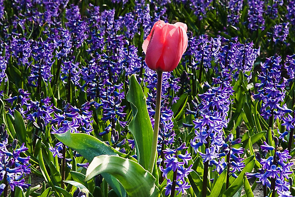 포토 JPG 해외이미지 식물 계절 꽃 유럽 잎 꽃무늬 밭 전구 자연 풍경 사람없음 초록색 파란색 컬러풀 노란색 여행객 봄 튤립 벚꽃 개화 네덜란드 향기 수선화 내추럴 밭일 히아신스 해외202004 해외포토 나라 컬러 무늬 농업 사람 생태계 냄새 파일형식 이미지허브