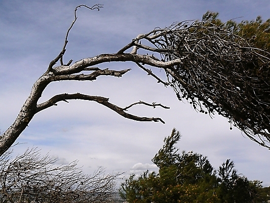 포토 JPG 해외이미지 나무 디자인 여행 백그라운드 잎 자연 풍경 사람없음 프랑스 성장 흰색 나뭇가지 큼 자르기 남쪽 고립 넘어짐 복잡 엘리먼트 옛날 웅장함 해외202004 해외포토 식물 유럽 컬러 컨셉 모션 크기 방향 생태계 파일형식 이미지허브