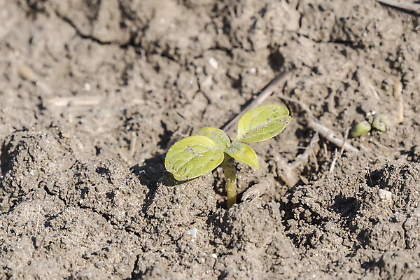 포토 JPG 해외이미지 식물 계절 음식 줄기 백그라운드 컨셉 잎 농업 채소 재료 자연 해바라기 건강 씨앗 사람없음 초록색 새싹 환경 정원 흙 봄 성장 아기 신선 작음 발사 다발 유기농 원예 내추럴 모종 생태학 채식주의자 처음 세련 비건 해외202004 해외포토 웰빙 교육 꽃 산업 컬러 사람 취미 크기 생태계 채식 파일형식 이미지허브