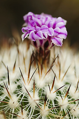 포토 JPG 해외이미지 식물 꽃 분홍색 백그라운드 선인장 사람없음 장식 빨간색 봄 가시 원예 해외202004 해외포토 계절 컬러 취미 파일형식 이미지허브