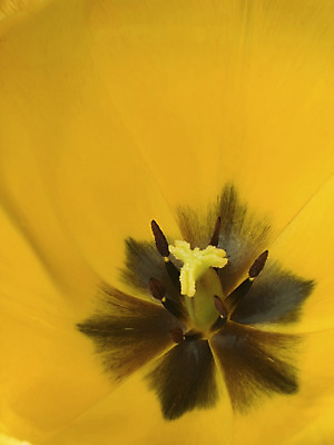 포토 JPG 해외이미지 꽃 백그라운드 발렌타인데이 사랑 사람없음 내부 노란색 정원 봄 튤립 엽서 꽃가루 소원 자원 꽃수술 어머니의날 해외202004 해외포토 식물 계절 기념일 감정 컬러 데이이벤트 가루 편지 미국문화 파일형식 이미지허브
