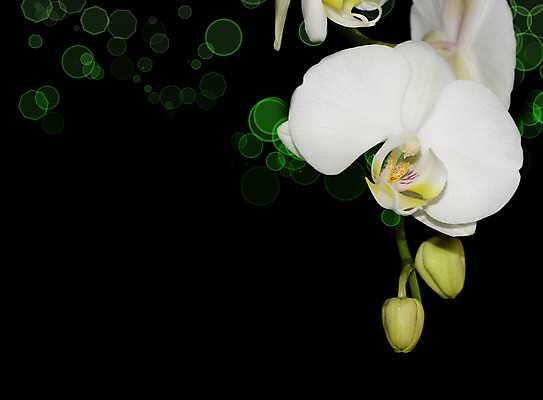 포토 JPG 해외이미지 식물 디자인 꽃잎 꽃 선 백그라운드 꽃무늬 패턴 자연 휴가 발렌타인데이 건강 선물 사랑 미술 사람없음 장식 초록색 파란색 빛 스파 봄 벚꽃 흰색 나뭇가지 신선 난초 모서리 심볼 순수 보케 호접란 고립 블러 이국적 파스텔톤 해외202004 해외포토 나무 계절 감정 컬러 컨셉 무늬 데이이벤트 문화예술 생태계 파일형식 이미지허브