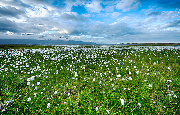 포토 JPG 해외이미지 식물 꽃 유럽 여행 밭 자연 하늘 바람 산 아이슬란드 씨앗 풍경 사람없음 초록색 여름 컬러풀 태양 계곡 얼음 고요 봄 벚꽃 바위 흰색 면 개화 황무지 습지 언덕 빙하 솜털 동쪽 내추럴 강렬 피오르 많음 해외202004 해외포토 자연요소 계절 나라 컬러 컨셉 농업 날씨 돌_바위 방향 생태계 지형 파일형식 이미지허브