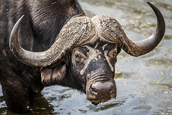 포토 JPG 해외이미지 동물 야생동물 포유류 아프리카 자연 사람없음 소 보호 사파리 황소 남아프리카 해외202004 해외포토 나라 컨셉 생태계 파일형식 이미지허브