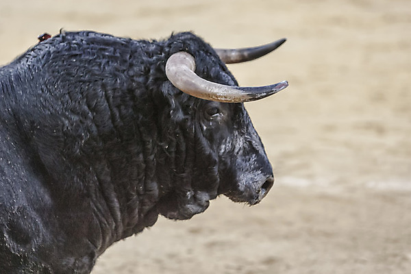 포토 JPG 해외이미지 동물 전통 문화 모래 사람없음 축제 경기장 축하 용기 자신감 스페인 위험 황소 싸움 민화 스페인어 안달루시아 투우장 해외202004 해외포토 그릇 감정 유럽 컨셉 스포츠시설 모션 소 그림 투우 파일형식 이미지허브