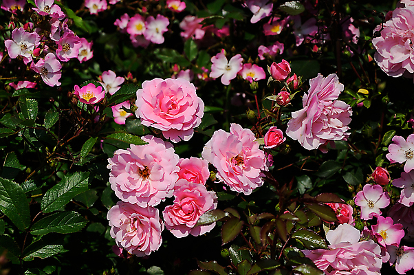포토 JPG 해외이미지 식물 계절 공원 꽃잎 꽃 분홍색 백그라운드 잎 꽃무늬 밭 자연 하늘 휴가 산 발렌타인데이 사랑 풍경 취미 사람없음 야외 장식 빨간색 초록색 여름 파란색 컬러풀 장미 정원 봄 벚꽃 신선 개화 관목 원예 화단 원예사 해외202004 해외포토 나무 직업 공공시설 감정 컬러 무늬 농업 데이이벤트 생태계 파일형식 이미지허브