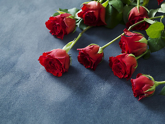 포토 JPG 해외이미지 회색배경 발렌타인데이 사람없음 하이앵글 장미 오브젝트 카피스페이스 해외포토 꽃 뷰포인트 백그라운드 데이이벤트 공백 회색 파일형식 이미지허브