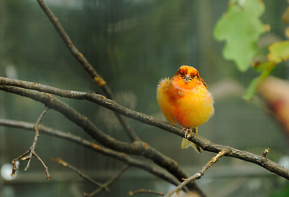포토 JPG 해외이미지 나무 동물 척추동물 야생동물 오렌지 자연 조류 종류 앉기 사람없음 컬러풀 노란색 정원 나뭇가지 황무지 작음 깃털 부리 새장 동물상 해외202004 해외포토 식물 컬러 과일 모션 조형물 크기 생태계 케이지 파일형식 이미지허브