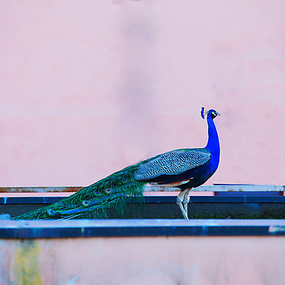 포토 JPG 해외이미지 동물 남자 야생동물 백그라운드 패턴 자연 조류 기술 사람없음 초록색 파란색 컬러풀 머리 활발 우아함 공작 전시회 깃털 꼬리 부리 보여주기 웅장함 터키석 해외202004 해외포토 컬러 컨셉 무늬 모션 사람 신체부위 전시 보석 생태계 파일형식 이미지허브