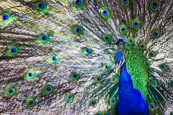 포토 JPG 해외이미지 동물 남자 야생동물 백그라운드 패턴 자연 조류 동물원 사람없음 그래픽 가로 초록색 파란색 컬러풀 머리 걷기 활발 우아함 공작 인도인 전시회 깃털 묘사 질감 꼬리 부리 쇼 목 보여주기 꿩 내추럴 멀티 웅장함 터키석 해외202004 해외포토 외국인 컬러 컨셉 무늬 모션 사람 동양인 신체부위 전시 보석 생태계 파일형식 이미지허브