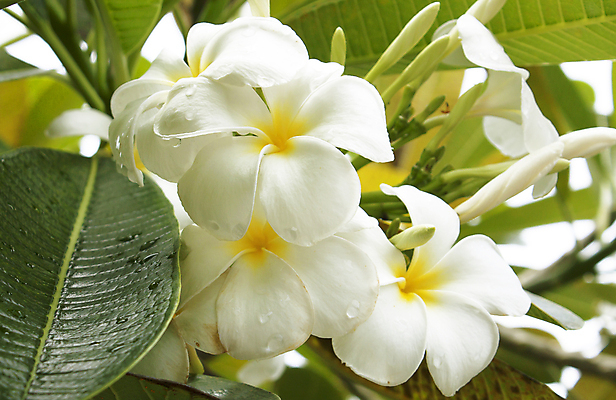 포토 JPG 해외이미지 식물 계절 꽃잎 꽃 선 백그라운드 태국 자연 휴가 동양인 사람없음 노란색 정원 스파 벚꽃 흰색 개화 다발 휴양지 향기 발리 파라다이스 스타일 해외202004 해외포토 아시아 컬러 섬 인종 장소 생태계 냄새 인도네시아 파일형식 이미지허브