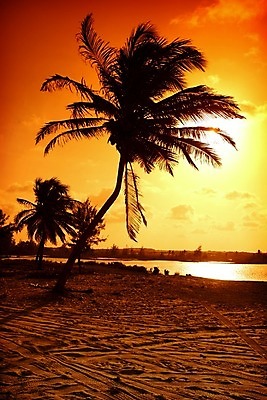 포토 JPG 해외이미지 나무 구름 실루엣 바다 섬 여행 백그라운드 잎 오렌지 자연 하늘 휴가 휴식 멕시코 따뜻함 손바닥 사랑 풍경 사람없음 빨간색 여름 세트 햇빛 태양 노란색 일출 침묵 일몰 꿈 호주 야간 저녁 싱글 장면 파라다이스 해외202004 해외포토 자연요소 식물 손 계절 감정 컬러 컨셉 북아메리카 과일 촬영기법 노을 소리 오세아니아 생태계 파일형식 이미지허브