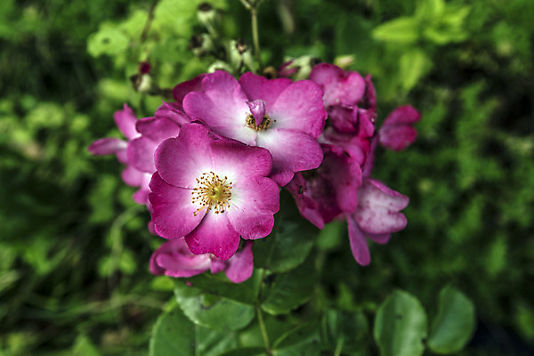 포토 JPG 해외이미지 식물 계절 꽃 친절 선물 사랑 취미 사람없음 물 여름 컬러풀 평화 힘 봄 활발 습기 에너지 자유 성장 시골 인사 신선 개화 수분 순수 원예 꽃가루 부드러움 꿀 완전 해외202004 해외포토 자연요소 감정 컬러 컨셉 예절 감각 가루 파일형식 이미지허브