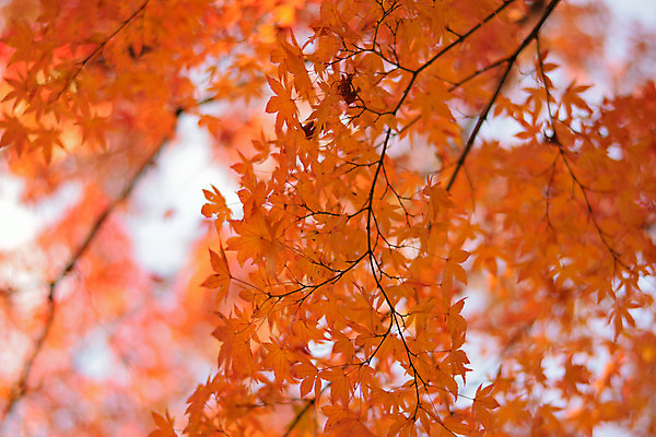 포토 JPG 해외이미지 나무 식물 계절 공원 아시아 여행 백그라운드 단풍 잎 오렌지 자연 하늘 풍경 사람없음 야외 가로 빨간색 빛 컬러풀 햇빛 노란색 환경 정원 일본 활발 가을 도쿄 숲 11월 내추럴 강렬 교토 해외202004 해외포토 공공시설 나라 컬러 컨셉 과일 태양 날짜 생태계 파일형식 이미지허브