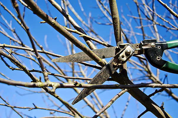 포토 JPG 해외이미지 식물 계절 과일 사람없음 금속 정원 봄 공구 업무 자르기 오브젝트 원예 손질 내추럴 해외202004 해외포토 모션 재질 취미 도구 작업 파일형식 이미지허브