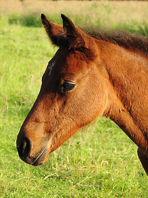 포토 JPG 해외이미지 동물 사람없음 갈색 머리 망아지 해외202004 해외포토 새끼 컬러 신체부위 말_동물 파일형식 이미지허브