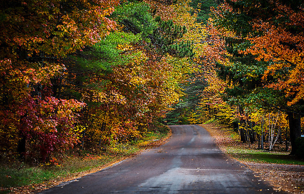 포토 JPG 해외이미지 나무 계절 도로 낙엽 잎 오렌지 자연 조명 풍경 사람없음 야외 컬러풀 노란색 평화 침묵 가을 신선 황무지 숲 시원함 자원 내추럴 삼림지대 수평선 해외202004 해외포토 식물 길 컬러 컨셉 과일 교통시설 소리 생태계 파일형식 이미지허브
