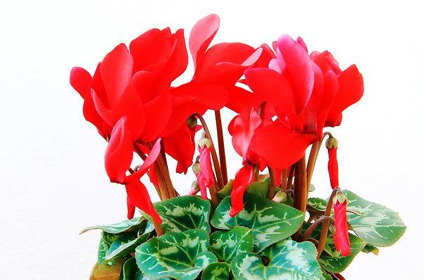 포토 JPG 해외이미지 식물 계절 꽃잎 꽃 화초 줄기 분홍색 꽃다발 백그라운드 잎 자연 실내 사람없음 장식 초록색 정원 보라색 봄 벚꽃 개화 냄비 묘사 내추럴 고립 해외202004 해외포토 컬러 내부 솥 생태계 파일형식 이미지허브