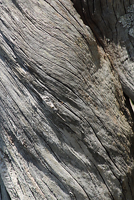 포토 JPG 해외이미지 나무 백그라운드 자연 사람없음 야외 목재 거친 큼 질감 나무껍질 해외202004 해외포토 식물 재료 껍질 크기 생태계 파일형식 이미지허브