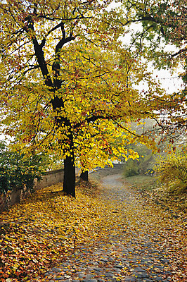포토 JPG 해외이미지 나무 계절 공원 도로 길 잎 자연 아침 풍경 사람없음 야외 노란색 걷기 침묵 고요 산책 트래킹 하이킹 가을 시골 시간 떨어짐 라임 방법 해외202004 해외포토 주간 식물 공공시설 컬러 컨셉 과일 교통시설 모션 레저 휴식 소리 생태계 파일형식 이미지허브