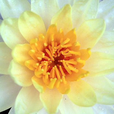 포토 JPG 해외이미지 식물 꽃 종교 꽃다발 백그라운드 잎 꽃무늬 밭 농업 자연 새로움 사람없음 장식 초록색 여름 컬러풀 정원 성장 벚꽃 나뭇가지 연못 신선 화려 개화 허브 해외202004 해외포토 나무 계절 산업 컬러 컨셉 무늬 생태계 파일형식 이미지허브