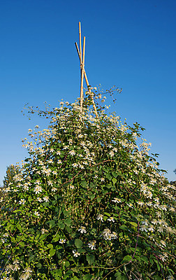 포토 JPG 해외이미지 식물 꽃 잎 자연 사람없음 야외 초록색 여름 정원 봄 수확 성장 벚꽃 가을 흰색 나뭇가지 개화 유기농 원예 내추럴 지원 많음 해외202004 해외포토 나무 웰빙 계절 컬러 컨셉 농업 취미 생태계 파일형식 이미지허브
